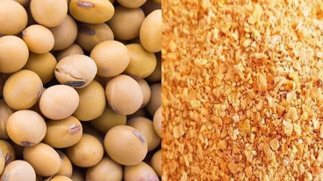 Soybean meal